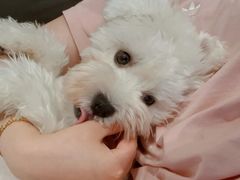 -翊宠yipet猫狗购宠庄园犬舍•猫舍