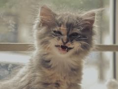 -大叔家福鼎小吃(十全街店)