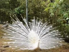 -泉州海丝野生动物世界