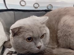 -纳吉亚猫专科动物医院·北北分院