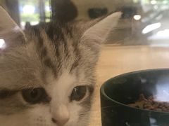 -飞行喵MR PILOT|猫舍·猫咖(静安大融城店)