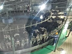 -君乐宝优致牧场