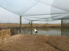 -盐城丹顶鹤湿地生态旅游区