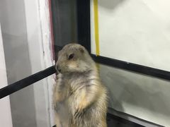 -钓仓鼠(洋桥北里小区店)