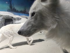 -海合安青岛极地海洋公园