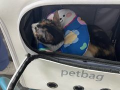 -东莞宠友24H宠物中心医院·转诊夜诊·异宠(新河北路院)