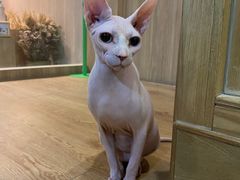 -藦茜花园宠物主题亲子互动体验馆(国顺东路店)