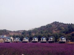 iphone_upload_pic-紫海香堤香草艺术庄园