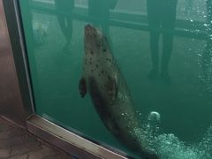 -北戴河圣蓝海洋公园