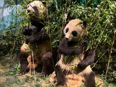 -国家自然博物馆