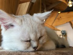 -共舞时光猫咖·狗咖(新街口店)