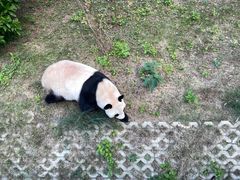 -泉州海丝野生动物世界