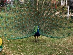 -昆明动物园