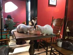 大堂-猫色咖啡·猫咖