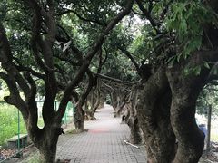 -长洲岛