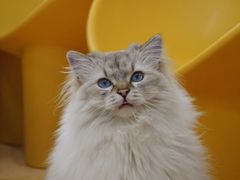 -有喵·猫咖·狗咖·30几只猫10只小狗(岗厦店)