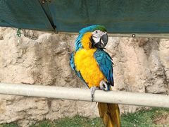 -西霞口神雕山野生动物世界