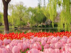 -石家庄市植物园