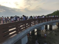-宝安西湾红树林湿地公园