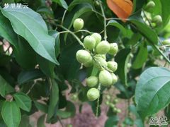 -广州神农草堂中医药博物馆