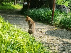 -秋霞圃