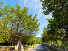-番禺大夫山森林公园