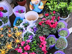 -金陵花卉交易市场