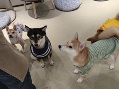 -逗柴咖啡屋·狗咖猫咖宠物桌游