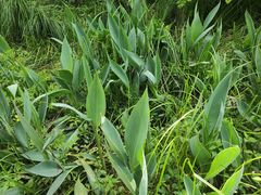 -桤木河湿地公园