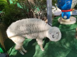 -萌宠亲子动物乐园(槐房万达店)