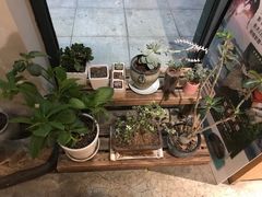 -素虎小呆鸟(西二旗店)