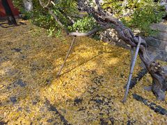 -泰山风景名胜区-普照寺