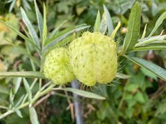 -广州神农草堂中医药博物馆