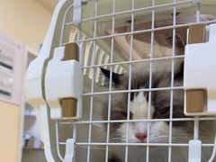 -瑞派宠物医院·24小时骨科·心脏·核磁(哈尔滨南岗店)