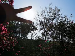-仙岳公园