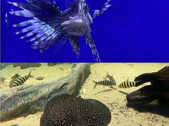 -江和美海洋公园