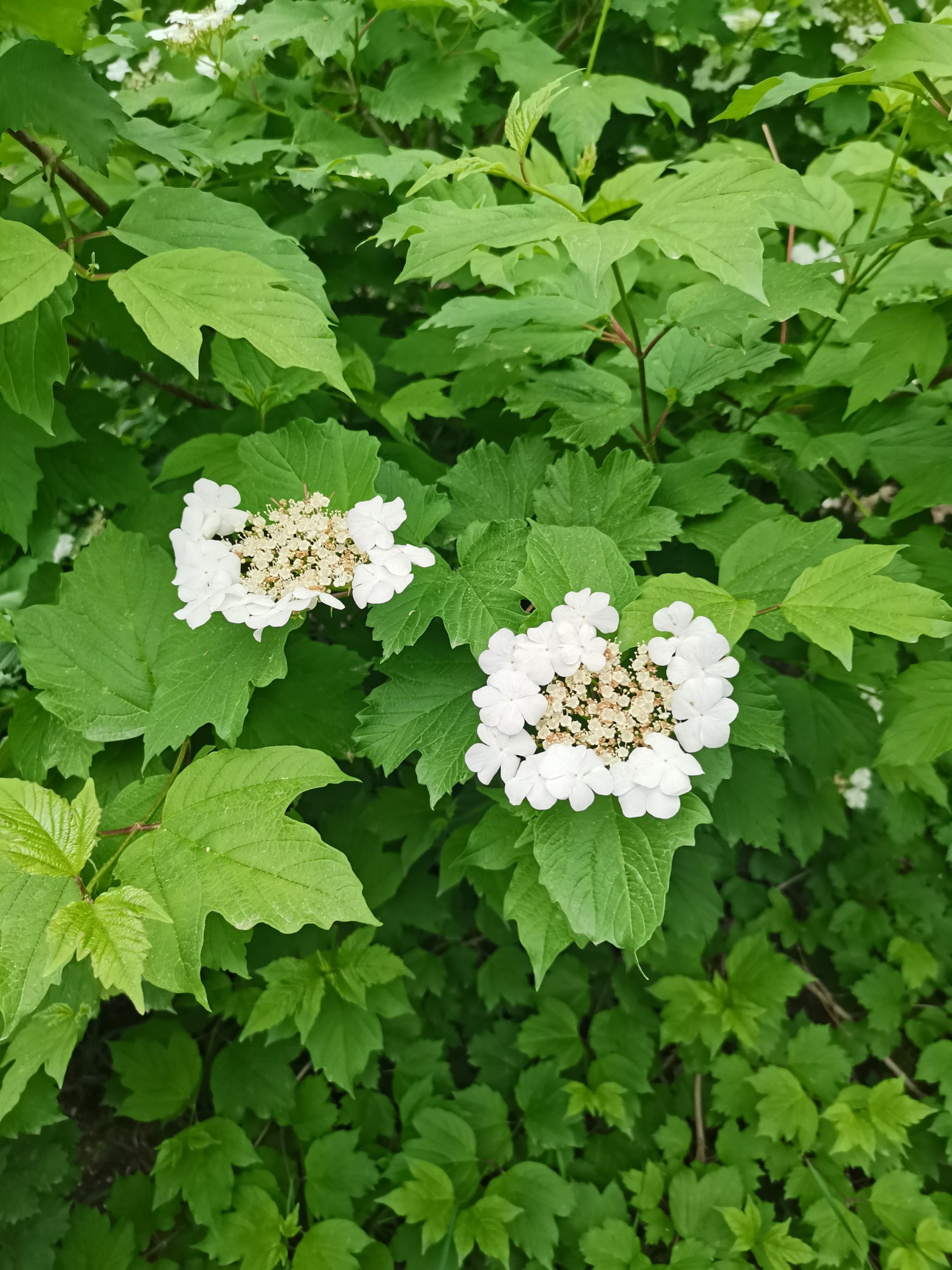 大看琼花图片