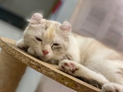 -猫小院猫主题餐厅(三里屯店)
