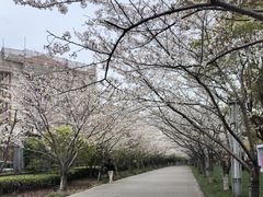 -高东镇樱花园