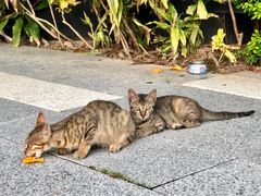 -星巴克(深圳前海企业公馆店)