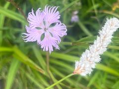 -白草畔自然风景区