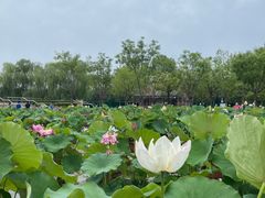 -莲花池公园