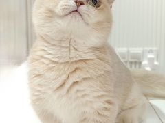 -三花喵·撸猫购宠·宠物生活馆(虹桥南丰城店)