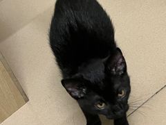 -创凡宠物医院·骨专科  猫科中心(西乡分院)