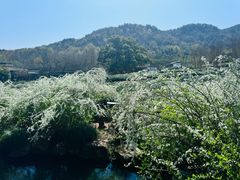 -中国茶叶博物馆(双峰馆区)