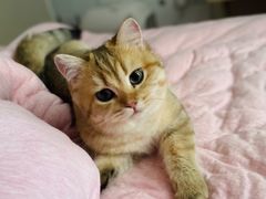 -momokira米努特·德文卷毛猫·棉花面纱犬
