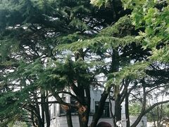 -八大关景区