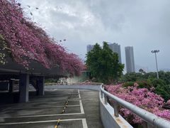 -深圳仙湖植物园
