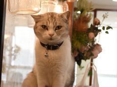 -共舞时光猫咖·狗咖(新街口店)
