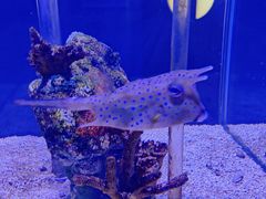 -太平洋海底世界